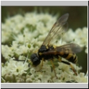 Tenthredo amoena - Blattwespe w08.jpg